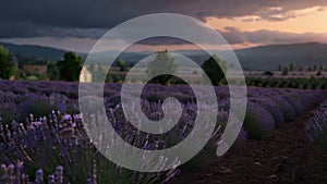 Lavender field sunset and lines