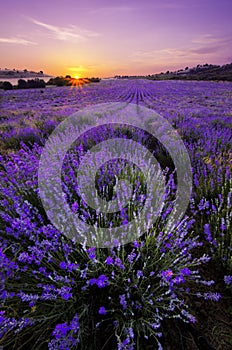 Lavanda 