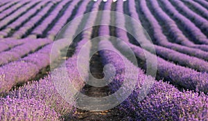 Lavender field at sunset. Rows of blooming lavende to the horizon. Provence region of France.