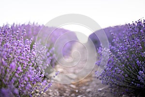 Lavender field at sunset. Rows of blooming lavende to the horizon. Provence region of France.