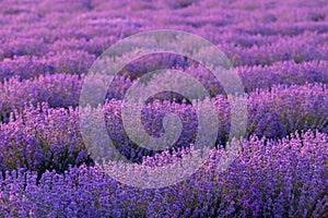 Lavender field at sunset. Rows of blooming lavende to the horizon. Provence region of France. photo