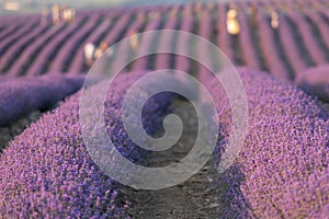 Lavender field at sunset. Rows of blooming lavende to the horizon. Provence region of France. photo