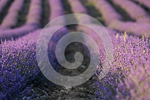 Lavender field at sunset. Rows of blooming lavende to the horizon. Provence region of France.