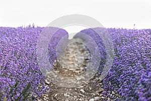 Lavender field at sunset. Rows of blooming lavende to the horizon. Provence region of France.