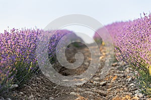 Lavender field at sunset. Rows of blooming lavende to the horizon. Provence region of France.