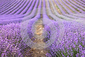 Lavender field at sunset. Rows of blooming lavende to the horizon. Provence region of France. photo