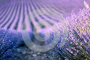 Lavender field at sunset. Rows of blooming lavende to the horizon. Provence region of France.