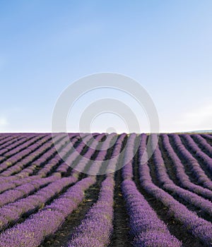 Lavender field at sunset. Rows of blooming lavende to the horizon. Provence region of France. photo