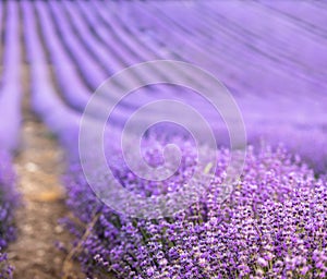 Lavender field at sunset. Rows of blooming lavende to the horizon. Provence region of France. photo