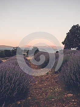 Lavender field at sunset time, summer season