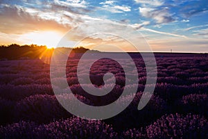 Lavender field at sunset with unusual colors