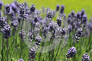 Lavender field in sunshine