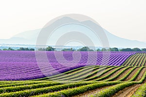 Lavender field surrounded by mountains, Provence