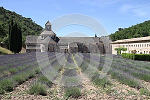 Lavender field at SÃ©nanque Abbey