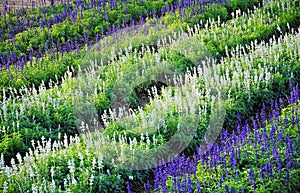 Lavender field in Thailand