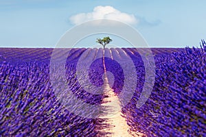 Lavender field with tree and the blue sky in Valensole, Provence, France