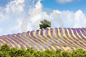 lavender field with a tree, Provence, France