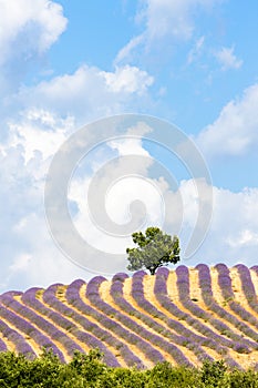 lavender field with a tree, Provence, France