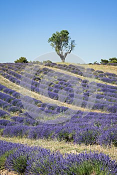 Lavender field with a tree, Provence