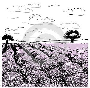 Lavender field tree sketch hand drawn in doodle style Vector illustration