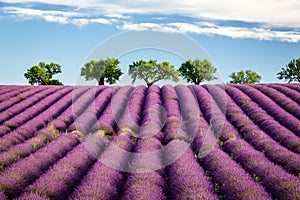 Lavender field with trees on horizon, Valensole, Provence, France