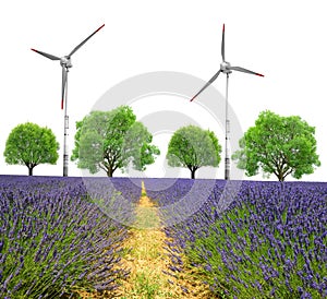 Lavender field with trees and wind turbines