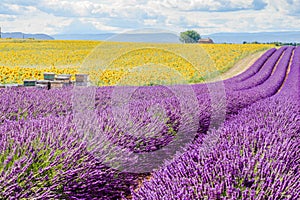 Lavender field in Valensole