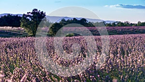 Lavender Field in Valensole France with soft back ground of a hill and blue sky