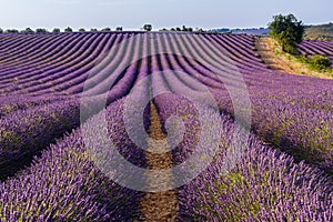 Lavender field in Valensole plateau, Provence photo