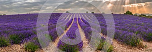 Lavender field