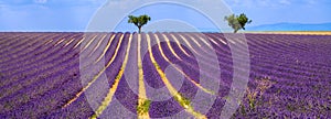 Lavender field in Valensole on a Summer afternoon. South of France