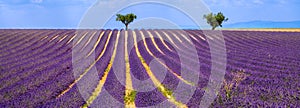 Lavender field in Valensole on a Summer afternoon. South of France photo
