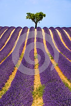 Lavender field in Valensole in summer. Provence, South of France