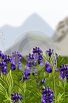 Lavender field Vector illustration. Mountains hills on backgrounds