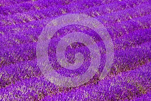 Lavender field violett blooming herbs Nature Summer