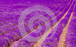Lavender field violett blooming herbs Nature Summer