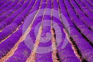 Lavender field violett blooming herbs Nature Summer