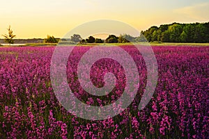 Lavender field. Wild-groving lavender violet flowers..Large purple meadow. Summer blooming landscape at the sunset. Landscape wall