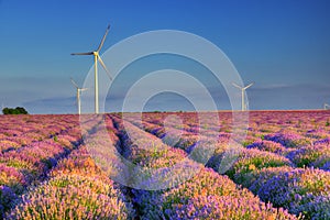 Lavender field with wind turbines, Bulgaria