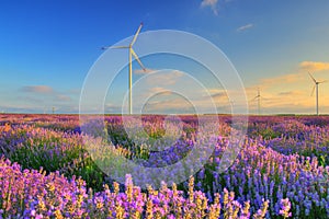 Lavender field with wind turbines, Bulgaria