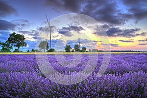 Lavender field with wind turbines, Bulgaria - sunset