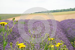 Lavender field, with yellow daisies in the foreground.
