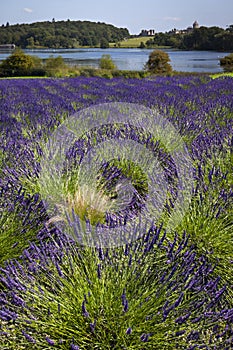 Lavender Field - Yorkshire - United Kingdom