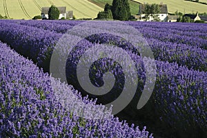 Lavender fields