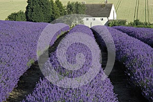 Lavender fields