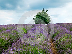 Lavender Fields