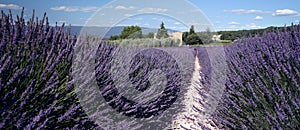 Lavender Fields