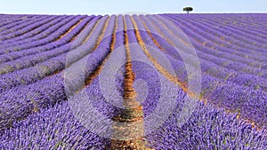 Lavender fields