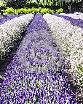 The Lavender Fields of Anacortes, Washington.