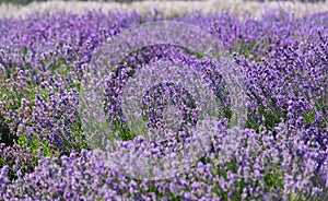 Lavender fields background full frame photography